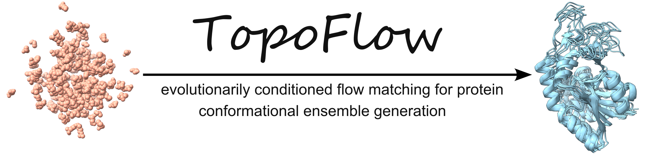 TopoFlow uses evolutionarily conditioned flow matching to generate a protein conformational ensemble